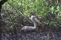 Muddy Pelican